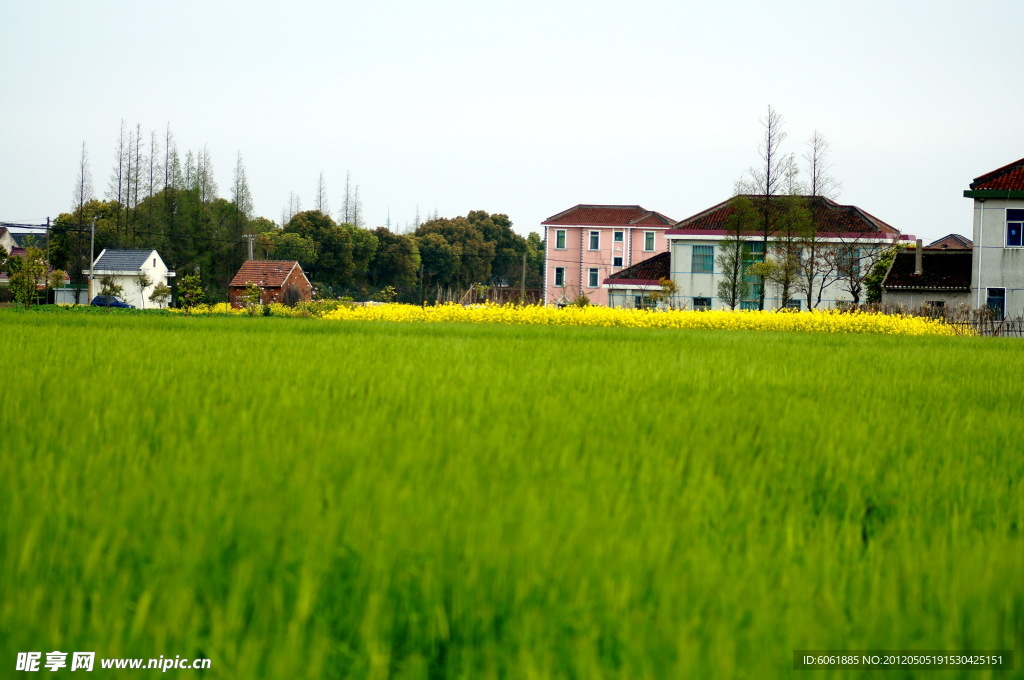 麦田