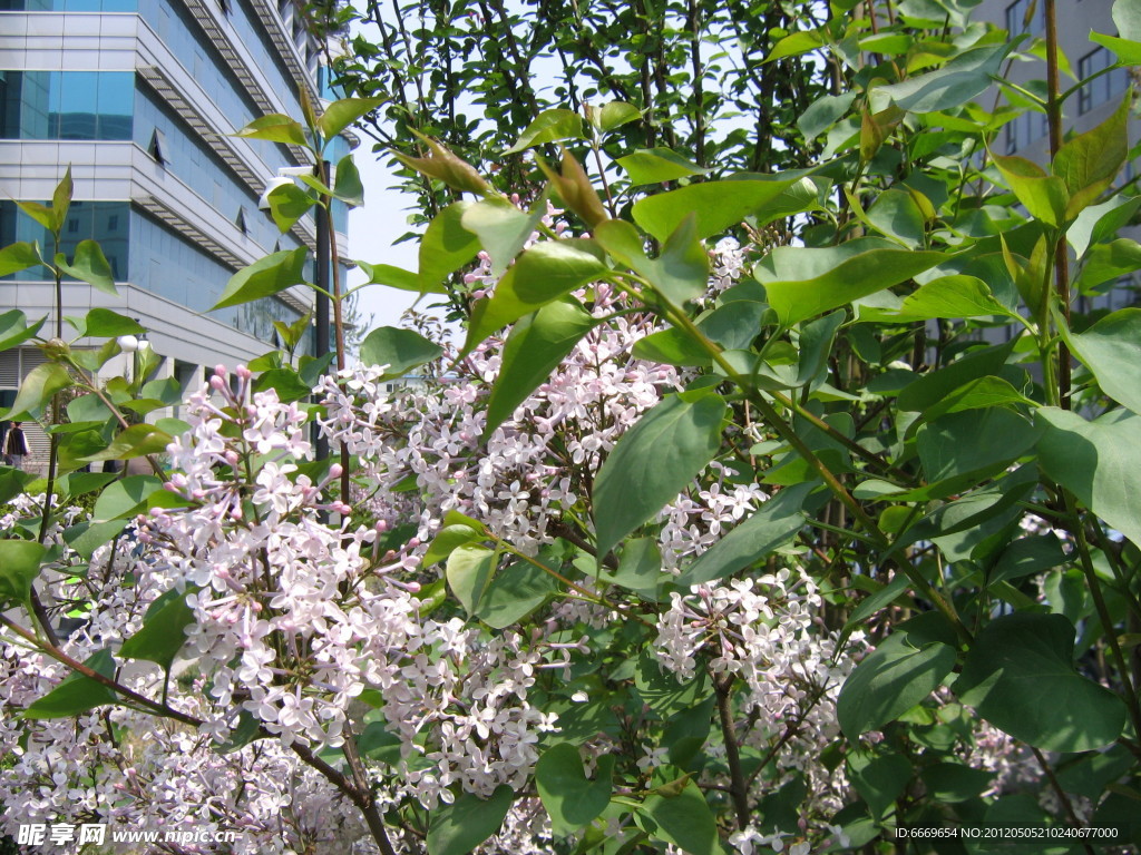 百花 丁香花