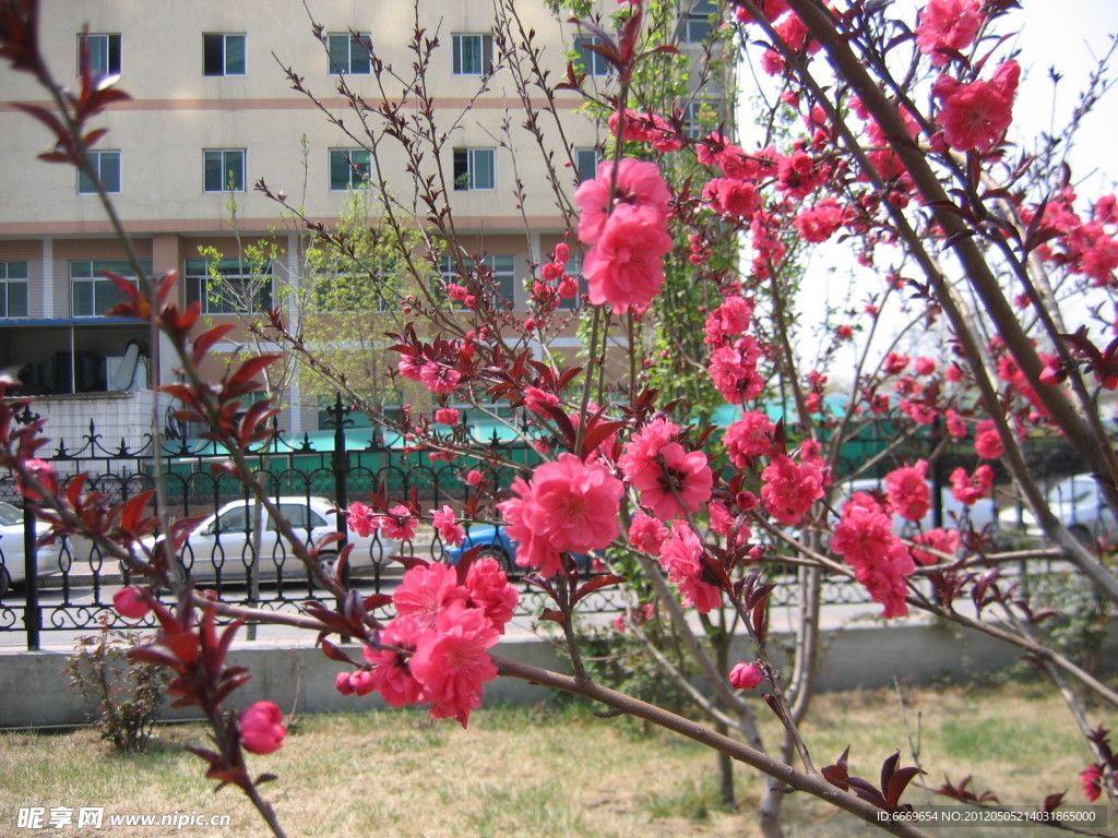 碧桃花
