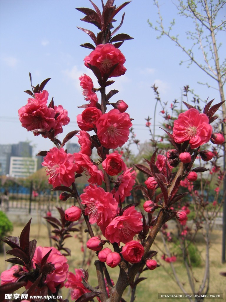 碧桃花