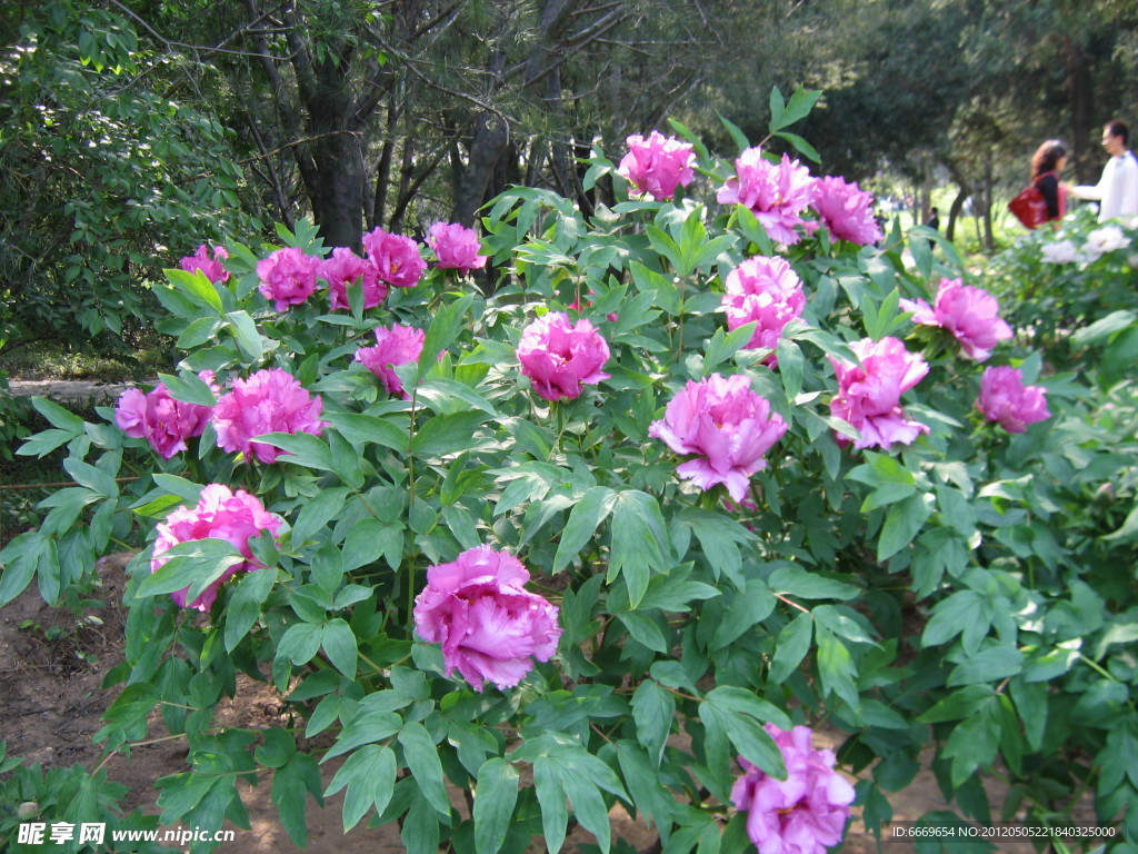 百花争艳 牡丹花