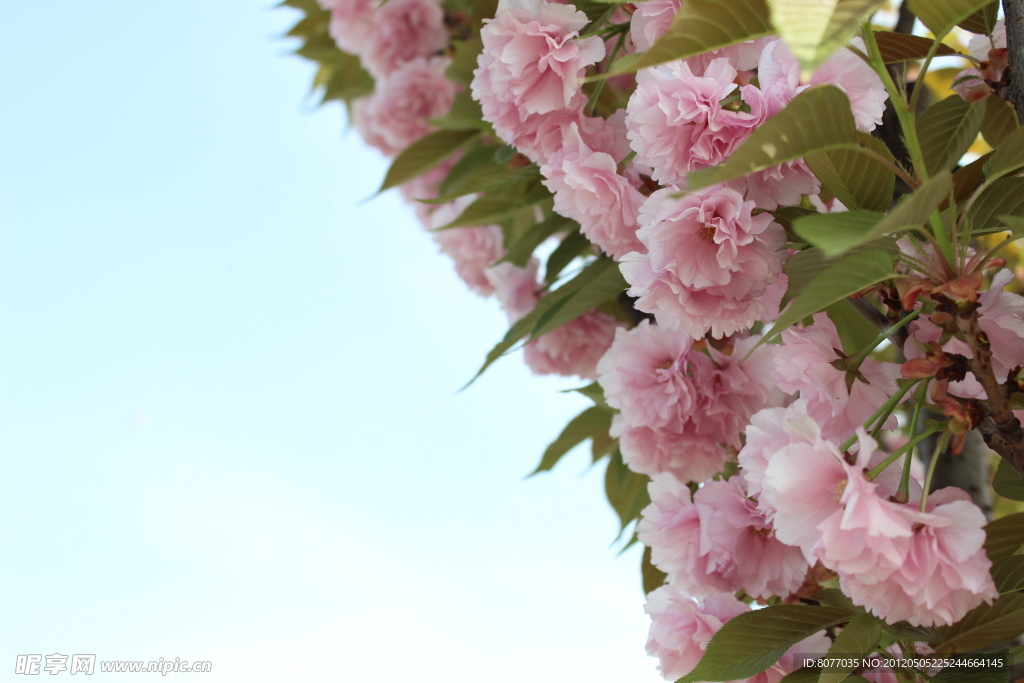 樱花 蓝天
