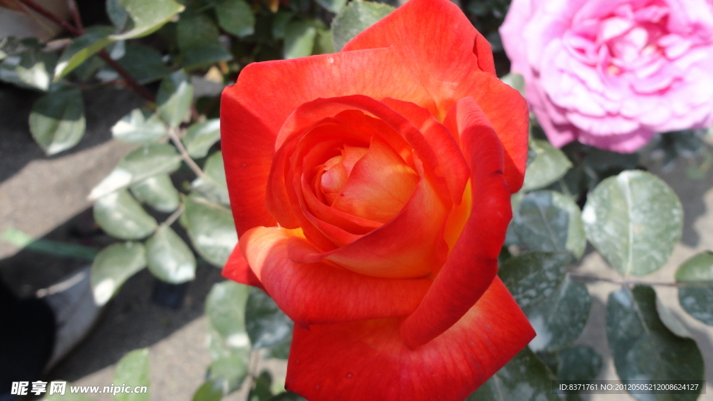 月季花