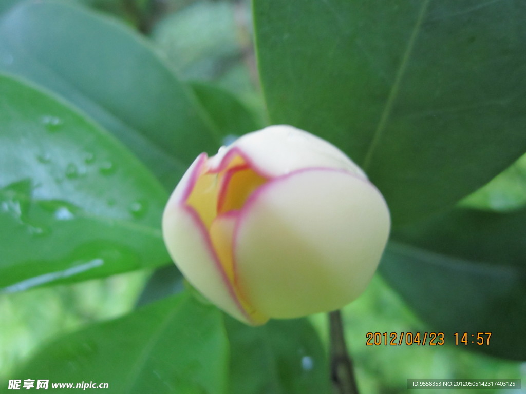 含笑花