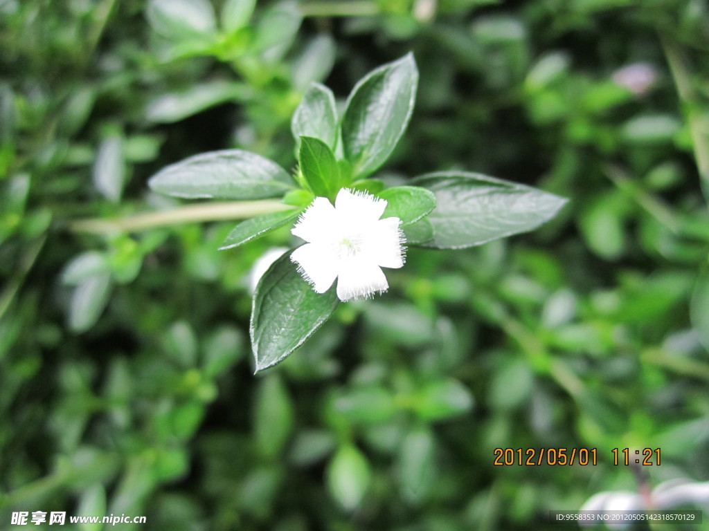 小白花
