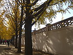 钓鱼台银杏树