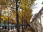 银杏树