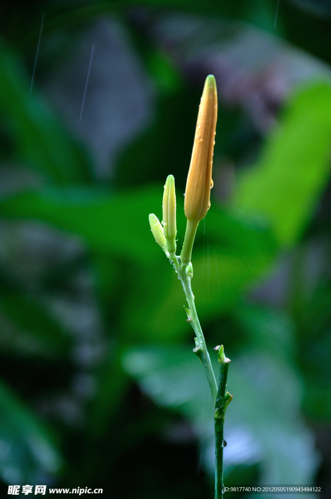 黄花摄影
