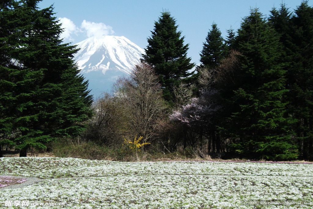 富士山 白色芝樱花海