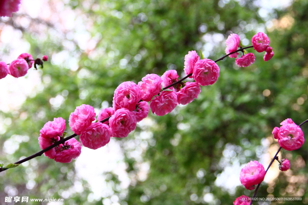 桃花