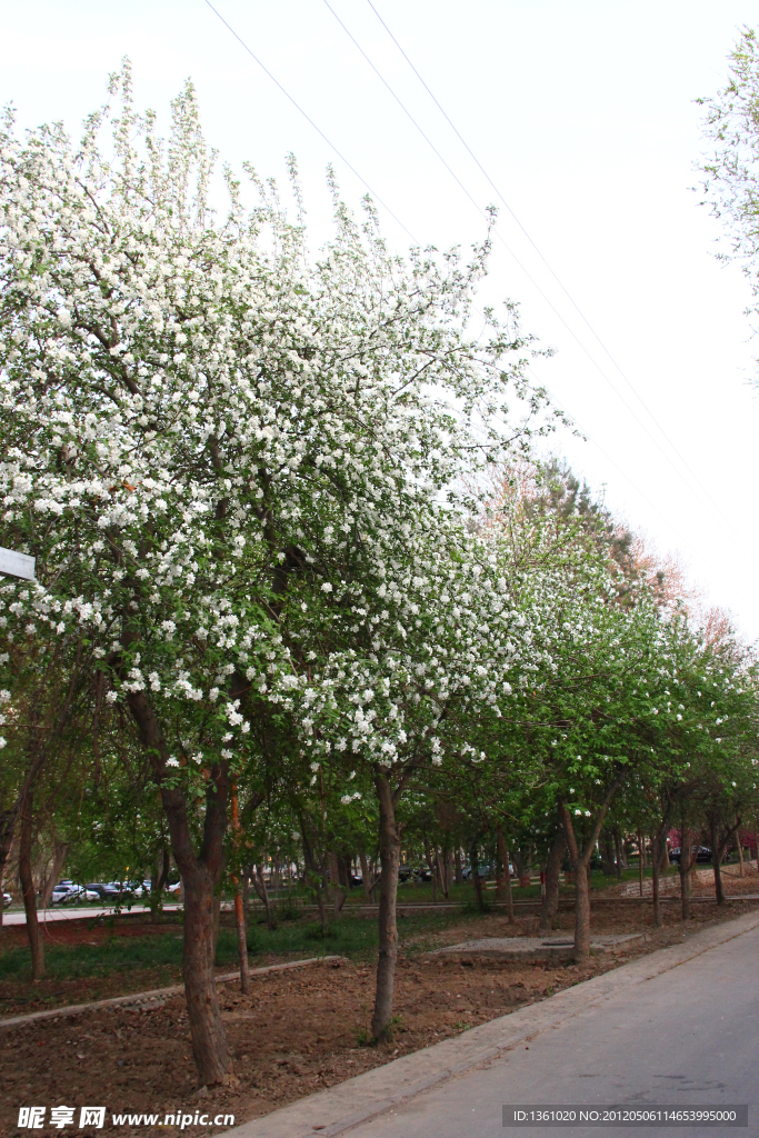 苹果树