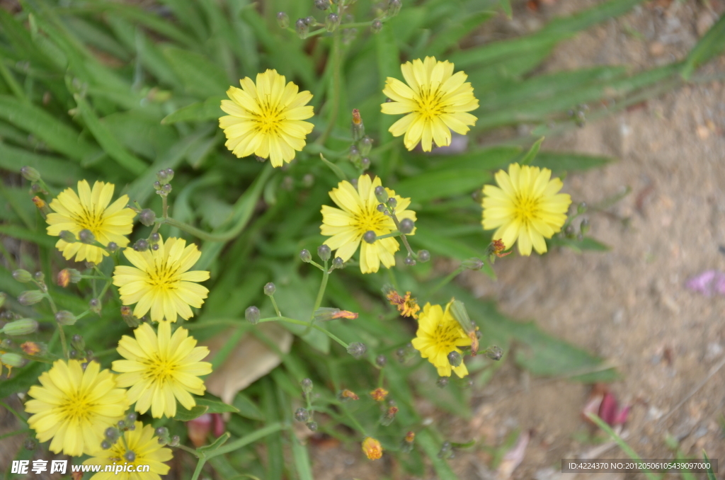 苦菜花