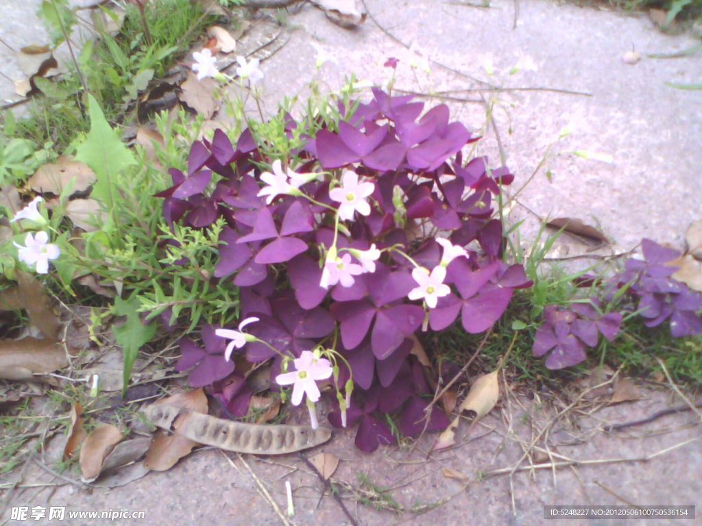 紫色五角星花