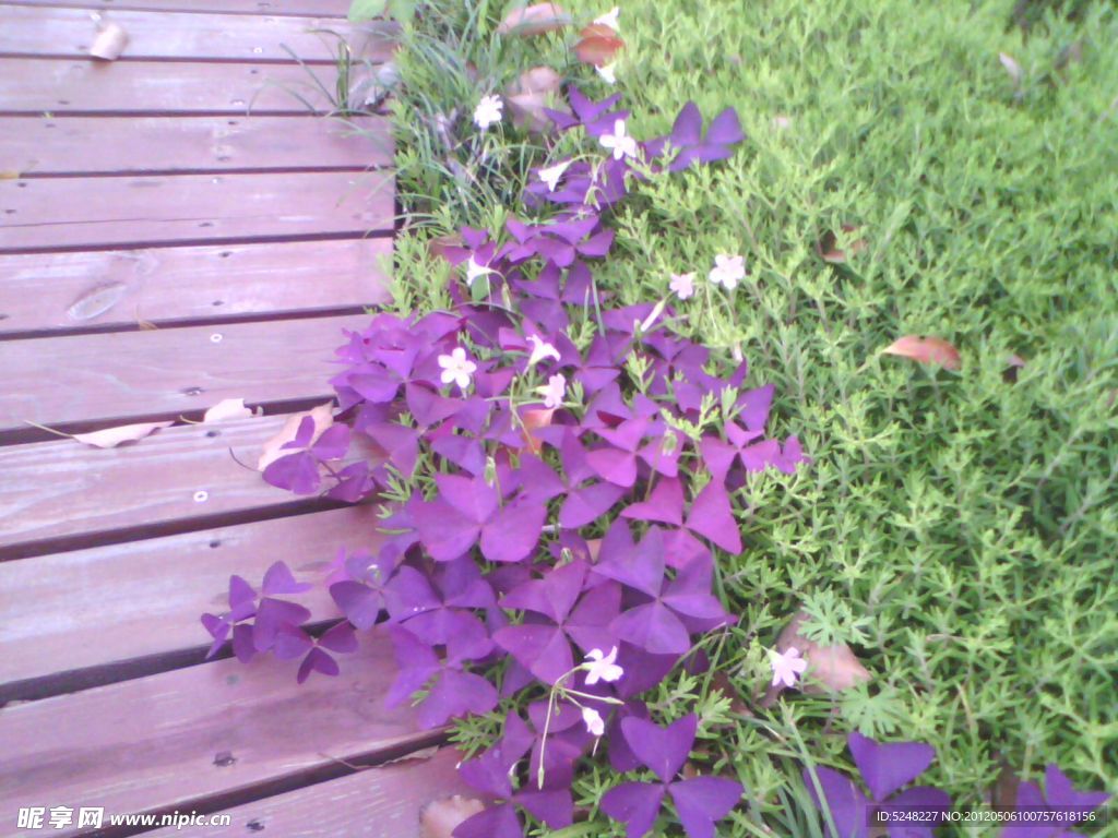 紫花