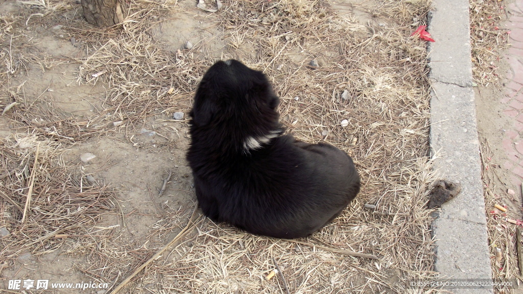 小狗