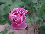 粉色月季花