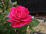 月季花