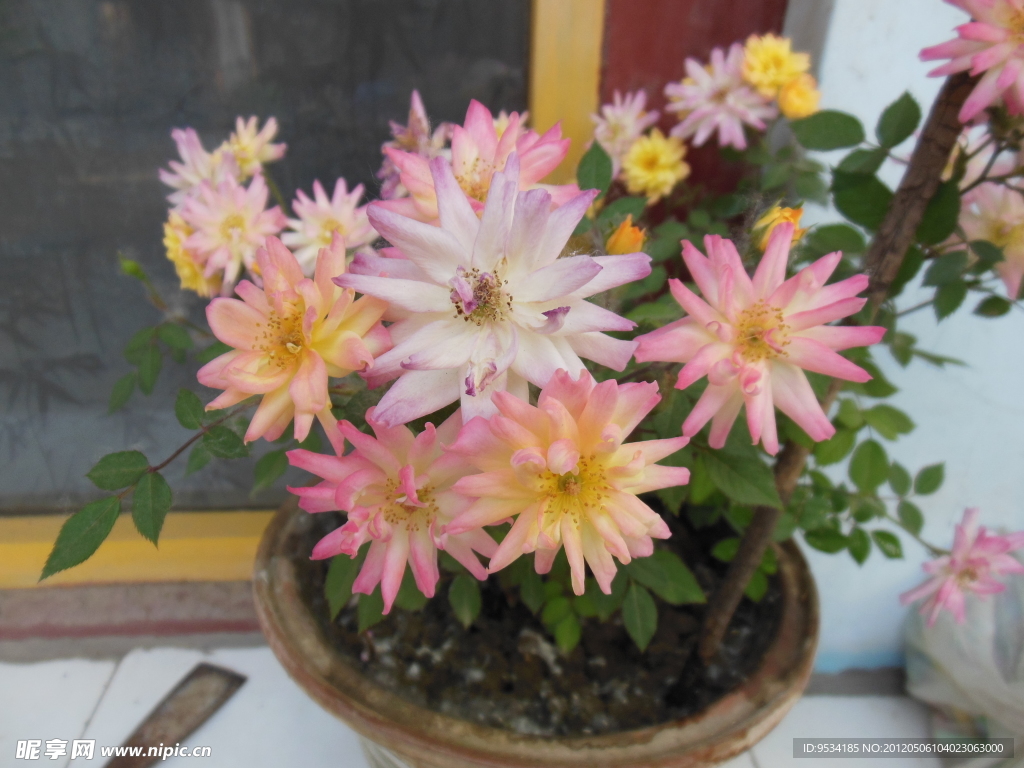 月季花