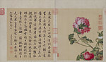 清 郎世宁 花卉册