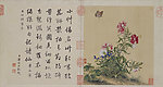 清 郎世宁 花卉册