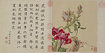清 郎世宁 花卉册