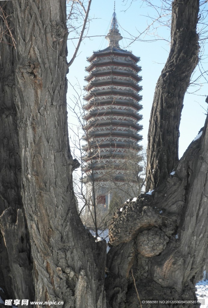 古树与古塔