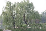 柳树