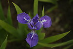 小花