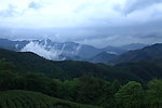 奉化曲毫茶山