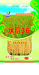 水稻种子