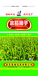 水稻种子
