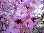 粉红桃花花朵