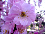 粉红桃花花朵