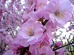粉红桃花花朵