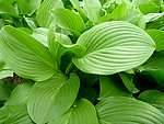 绿草