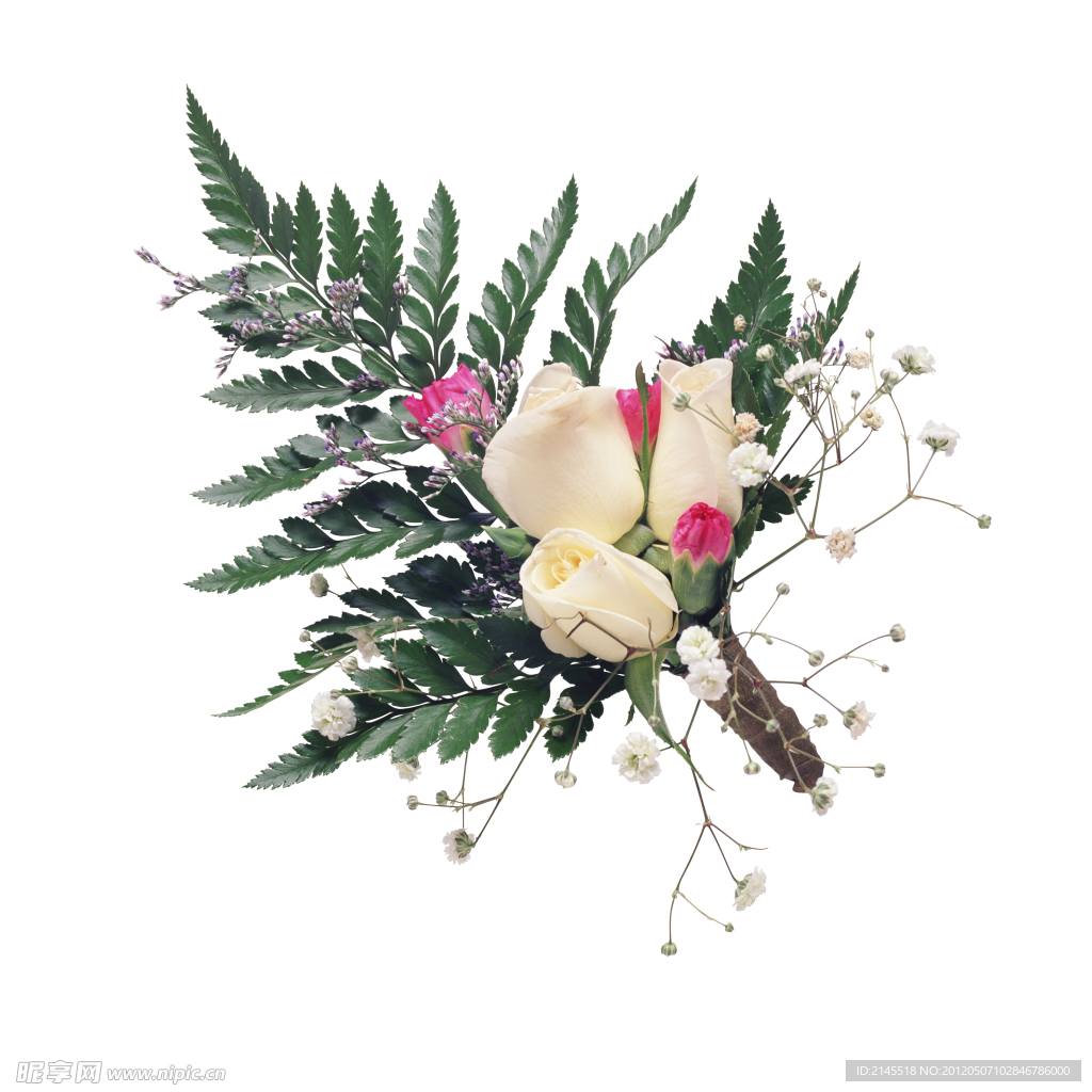 高清玫瑰花