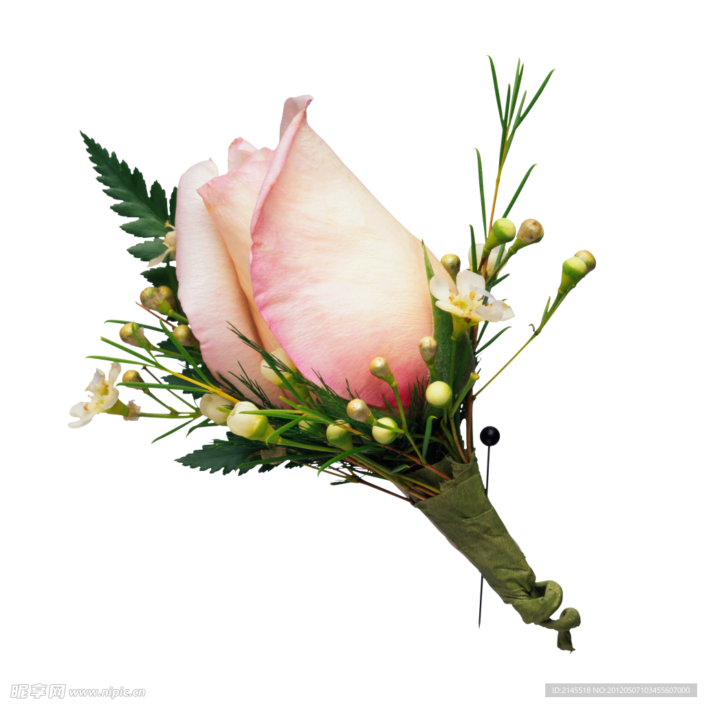 高清玫瑰花