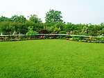 花园风景