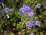 紫色菊花