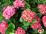 绣球花