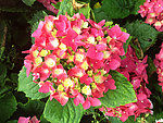 绣球花