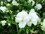蝴蝶花