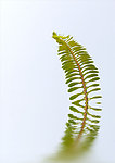 水纹 叶子 植物