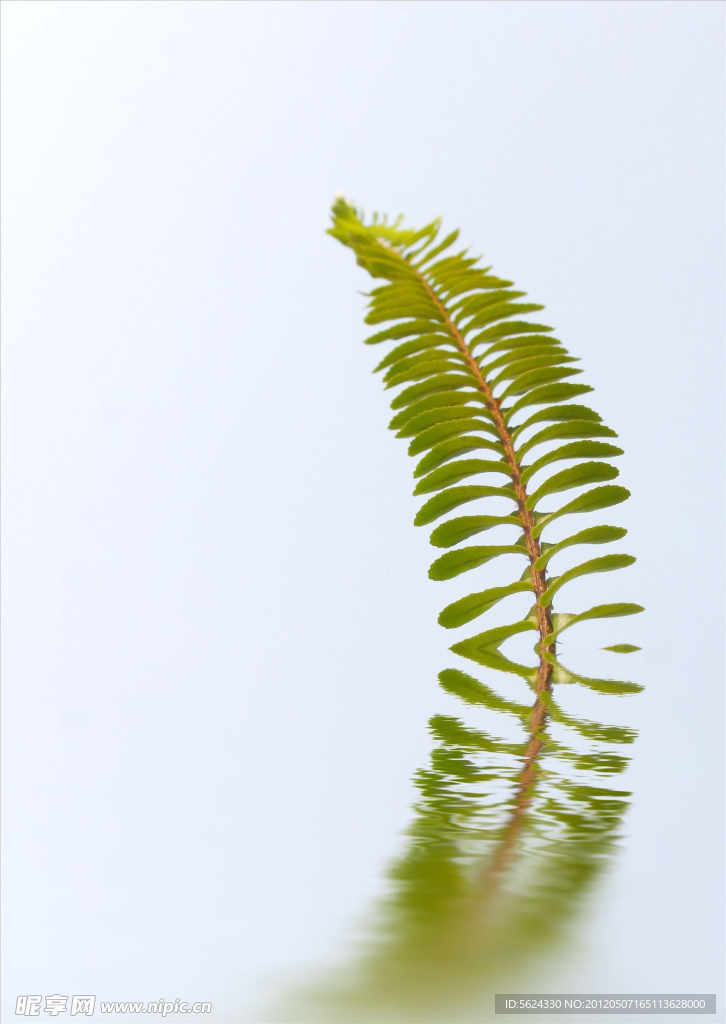 水纹 叶子 植物