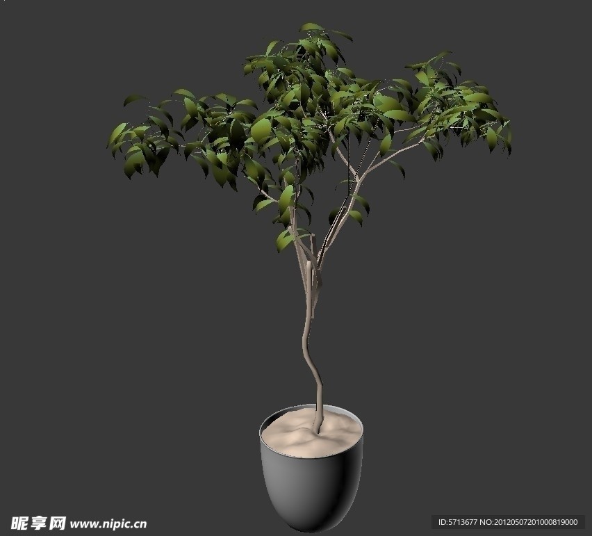 植物模型