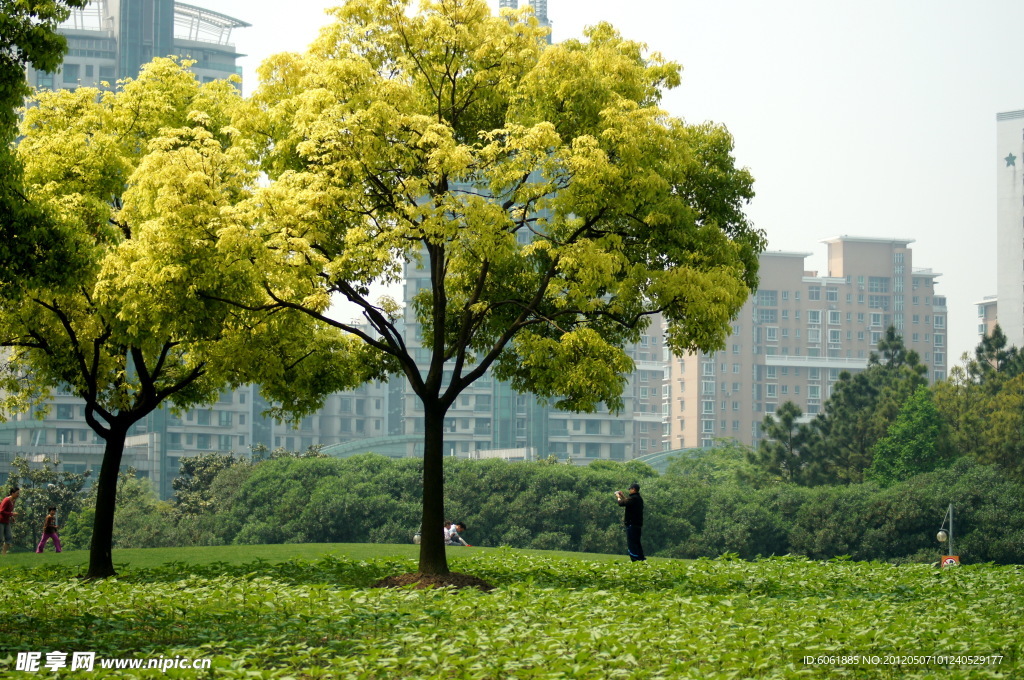 绿树