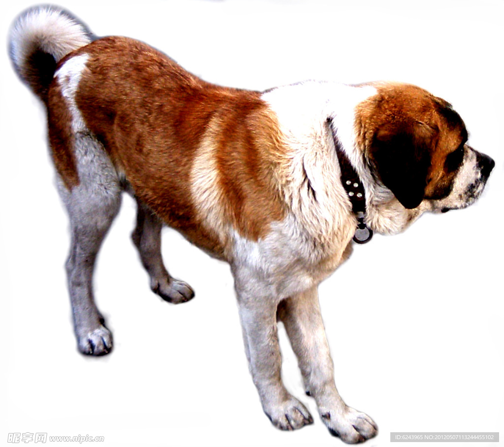 圣伯纳犬