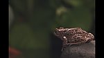 青蛙停在石头上