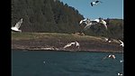飞舞的海鸥