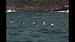 飞舞的海鸥